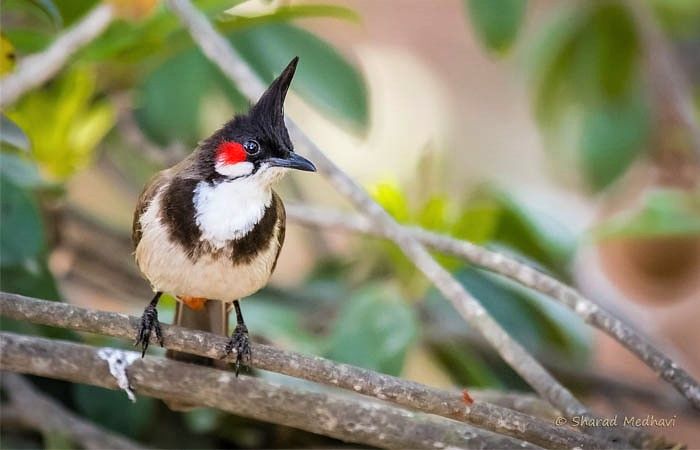 Dạy Chim Chào Mào Hót: Đặc Điểm, Cách Chăm Sóc & Lộ Trình Huấn Luyện
