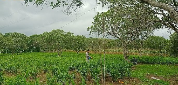 Chuẩn bị dụng cụ trước khi giăng lưới
